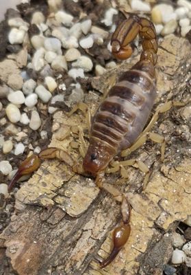 Hadruroides pachamama Scorpion