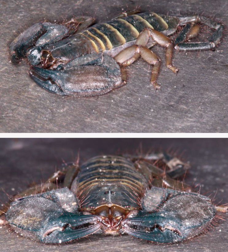 Hadogenes paucidens (Banded Flat Rock Scorpion)