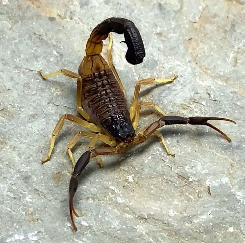 Hottentotta jayakari (Black Tailed Alligator Back Scorpion)