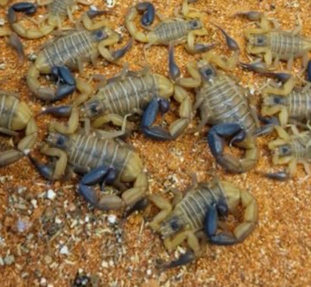 Heteroctenus princeps (Black And Gold Scorpion)
