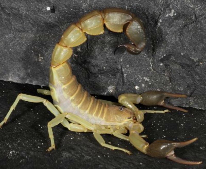 Androctonus australis ‘Hector’ (Yellow Fat Tailed Scorpion)