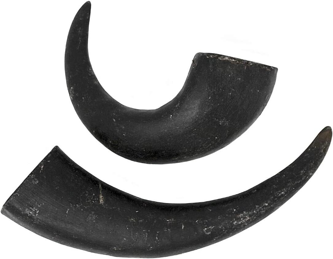 Water Buffalo Horn