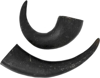 Water Buffalo Horn