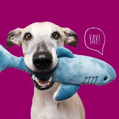 Dog Toys