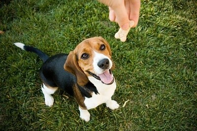 Dog Treats