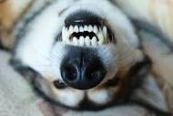 Dental