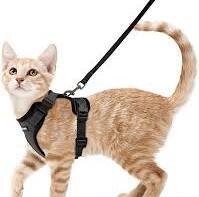 Harnesses/Collars