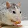 Rat