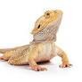 Reptile