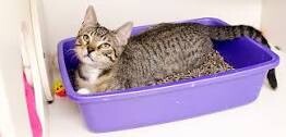 Cat Litter/ Accessories