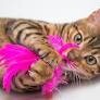 Cat Toys