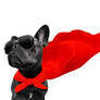 Flea &amp; Tick
