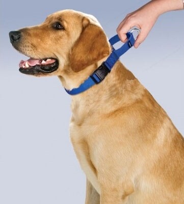 Martingale Collar with Quick Snap Buckle by PetSafe