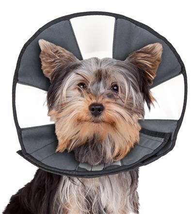 Zen Cone - Soft Recovery Collar