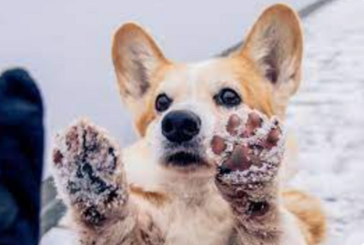 Paw/ Skin Care