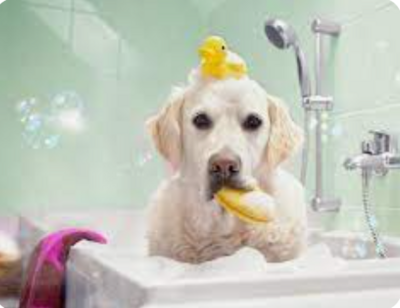 Shampoo &amp; Conditioner