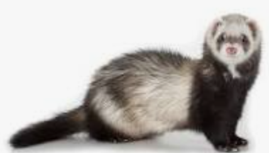 Ferret