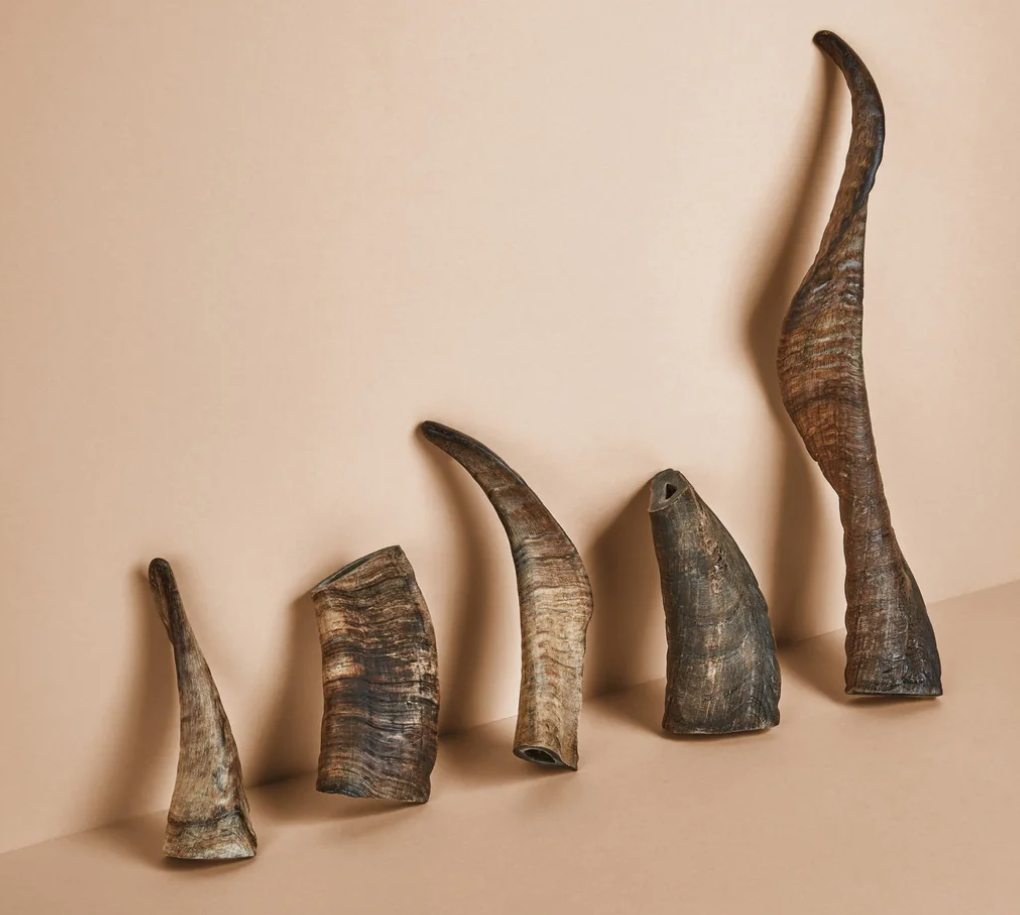 Canophera Sheep Horn