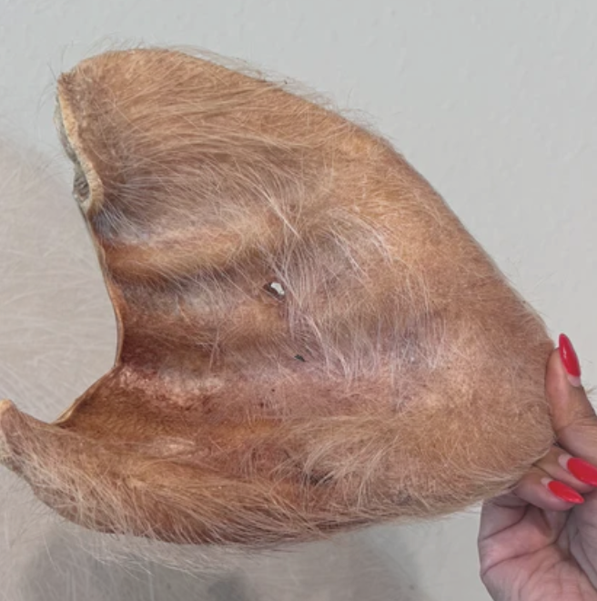 Freeze Dried Hairy Pig Ear