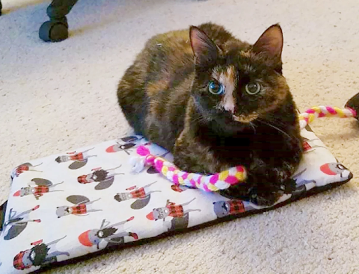 Taco Cat Nip Mat Refillable Cat Beds
