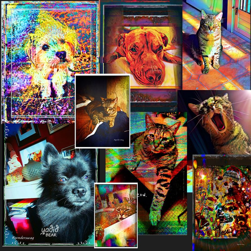 PET MAGIC COLLECTION