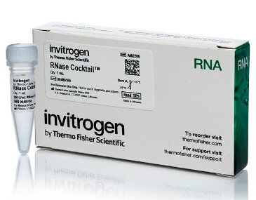 Invitrogen™ RNase Cocktail™ Enzyme Mix - AM2286