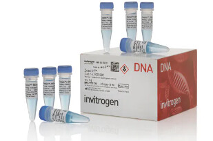 Gibco™ Zeocin™ Selection Reagent - 8 x 1.25ml  vials  - R25001