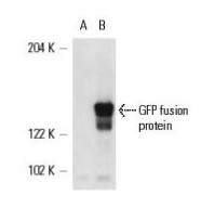 GFP Antibody (B-2) Alexa Fluor® 488 - sc9996AF488 - 200 µg/ml