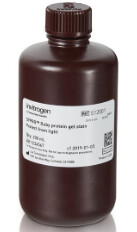 SYPRO™ Protein Gel Stains (1X), 200mL - S12001