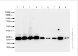 Recombinant Anti-Dihydrofolate reductase (DHFR) antibody [EPR5285]  - 100ul - ab124814