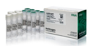 TURBO™ DNase (2 U/µL) - 5,000 units - AM2239