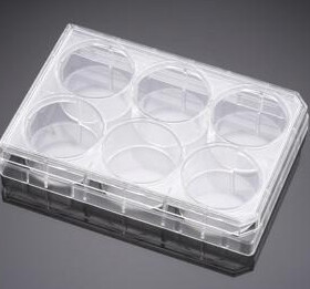 6 Well Multidish (Sterile; Flat-Bottom)/ CASE OF 50