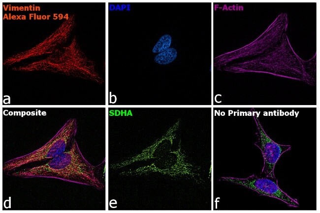 A78951 Invitrogen Donkey anti-Chicken IgY (H+L) Highly Cross Adsorbed Secondary Antibody, Alexa Fluor™ 594 0.5MG