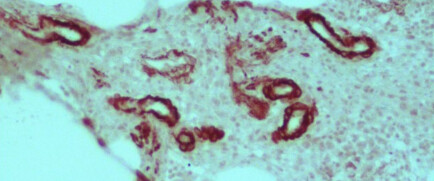 Anti-Mouse IgG (whole molecule)–Peroxidase antibody produced in rabbit - 2mL - A9044-2ML