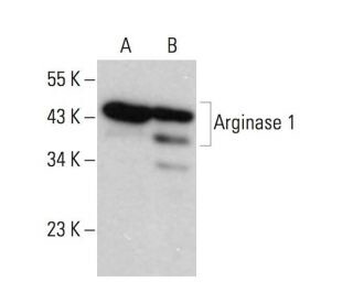 ARG1/Arginase 1 Antibody (C-2) Alexa Fluor® 488 sc166920AF488