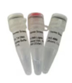 T4 DNA Ligase (5 U/µL) -5x 1,000 units - EL0012