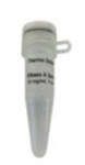 RNase A, DNase and protease-free (10 mg/mL)- EN0531