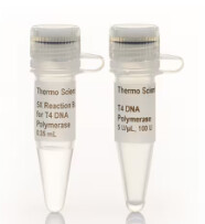 T4 DNA Polymerase (5 U/µL) - 500 units -  EP0062