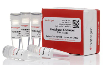 Invitrogen™ Proteinase K Solution (20 mg/mL), RNA grade - 25-530-049/25530049