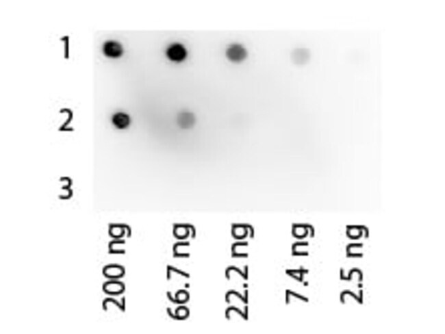 Abcam Recombinant Protein G (HRP) 1mg  - ab7460