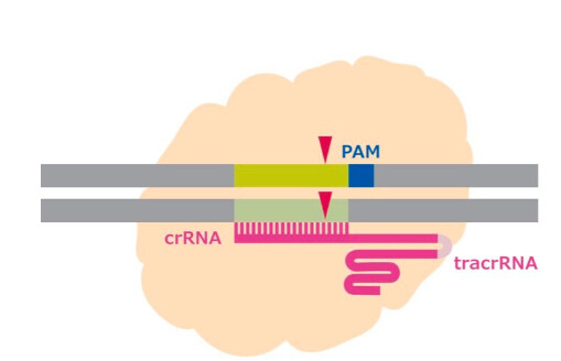 Cas9 Protein - 250ug - CAS9PROT-250UG