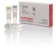 11766051  Invitrogen™ ezDNase™ Enzyme