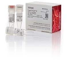 18090050  Invitrogen™ SuperScript™ IV Reverse Transcriptase Catalog number: 18090050 10,000 Units