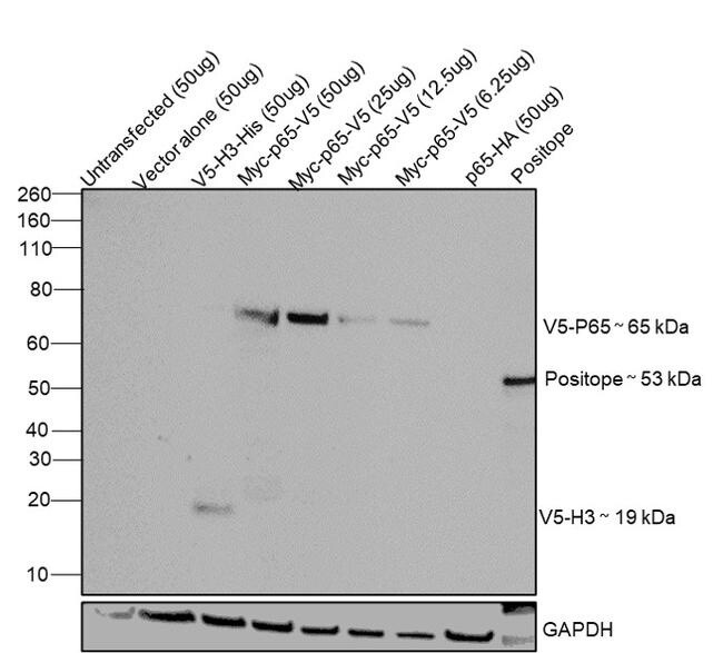 V5 Tag Monoclonal Antibody (SV5-Pk1) - 50uL - R960-25