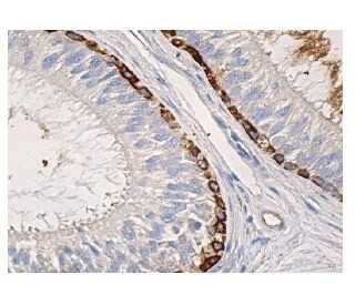 Tenascin-C Antibody (E-9) Alexa Fluor® 647