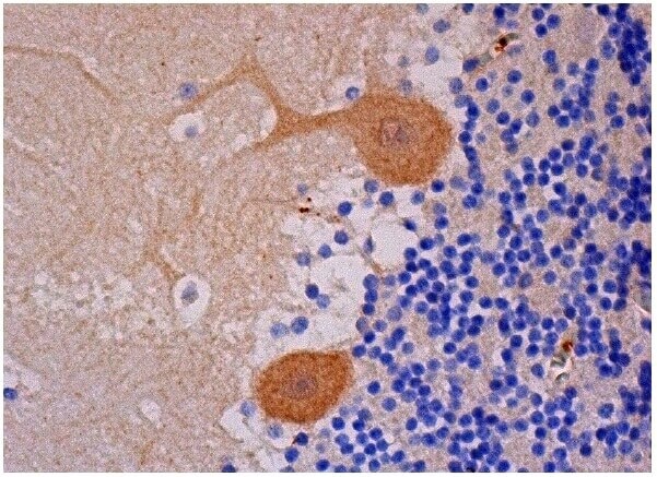 SIRP-α Antibody (C-7) Alexa Fluor® 647