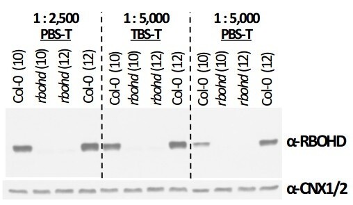 RBOHD | Respiratory burst oxidase homolog protein D - 50ug - AS152962