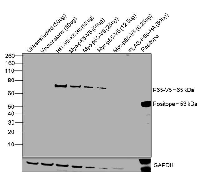 R961-25 V5 Tag Antibody (R961-25) in WB 50ul