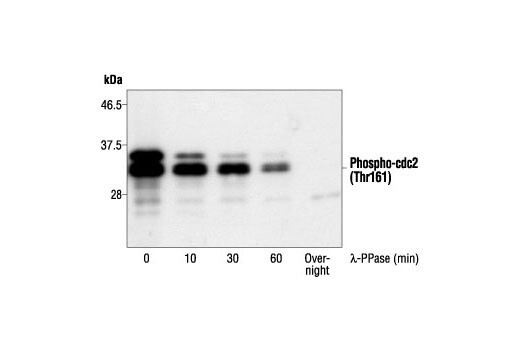 Phospho-cdc2 (Thr161) Antibody - 100ul - 9114S