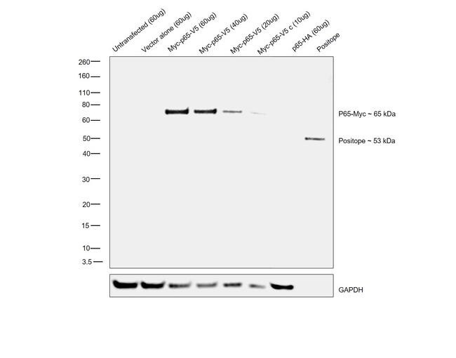 Invitrogen Myc Tag Monoclonal Antibody, HRP - 50uL - R951-25